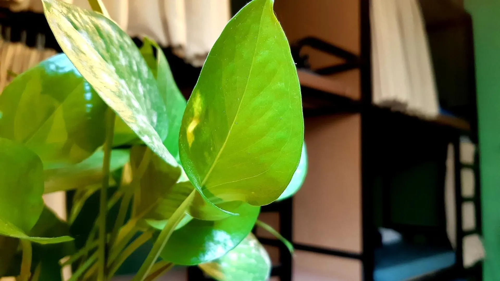 Homestay Gac Mo Vũng Tàu